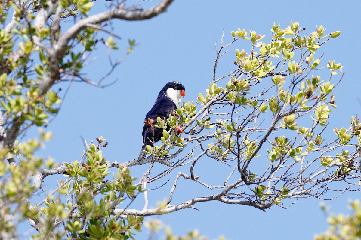 Blue Lorikeet - ML624813103