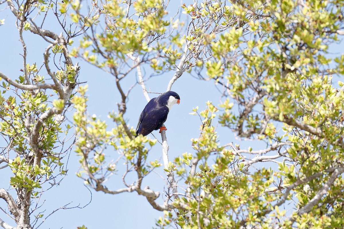 Blue Lorikeet - ML624813116