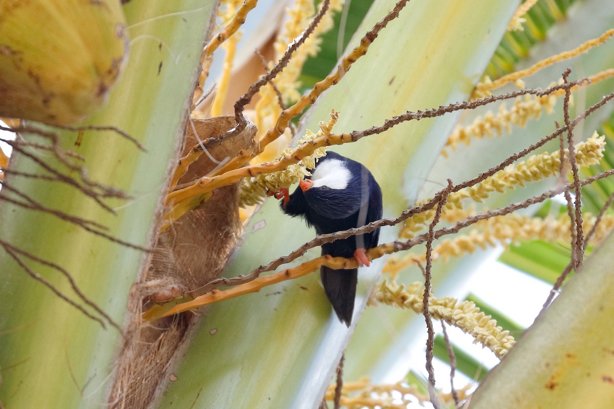 Blue Lorikeet - ML624813127