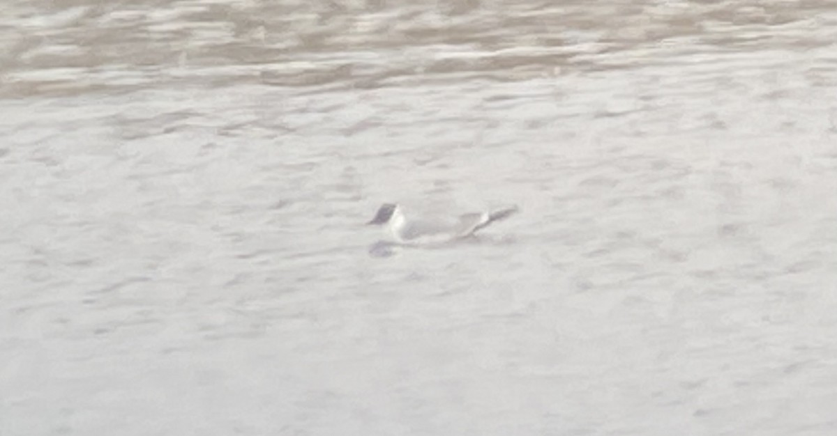 racek Sabinův - ML624813315