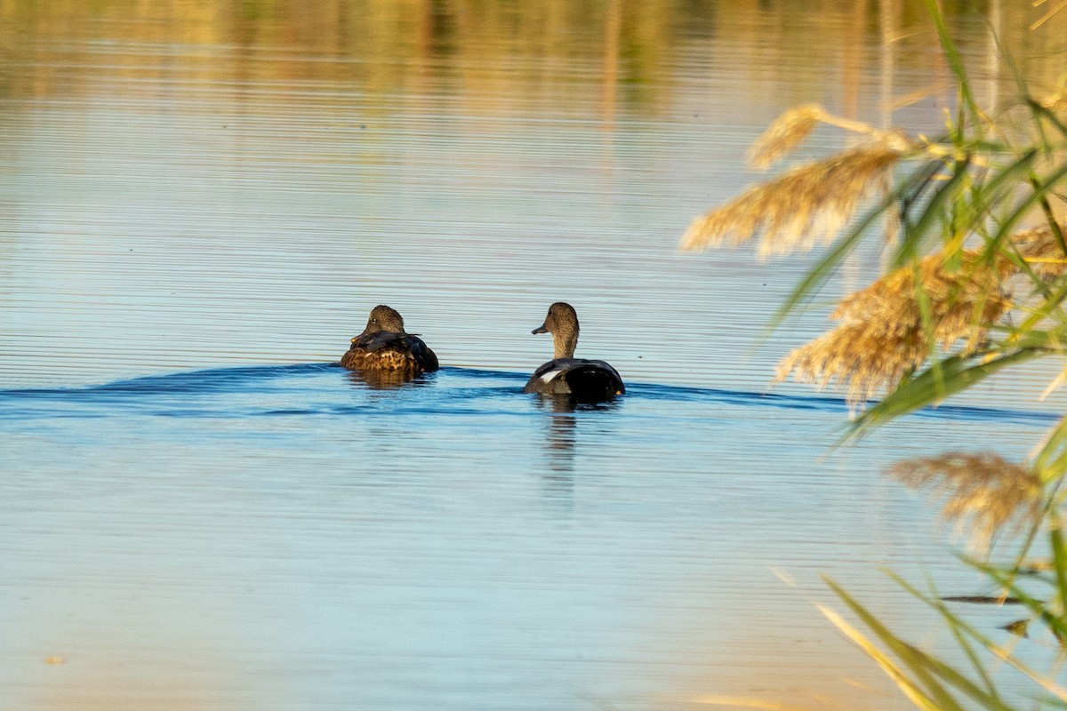 Gadwall - ML624813350