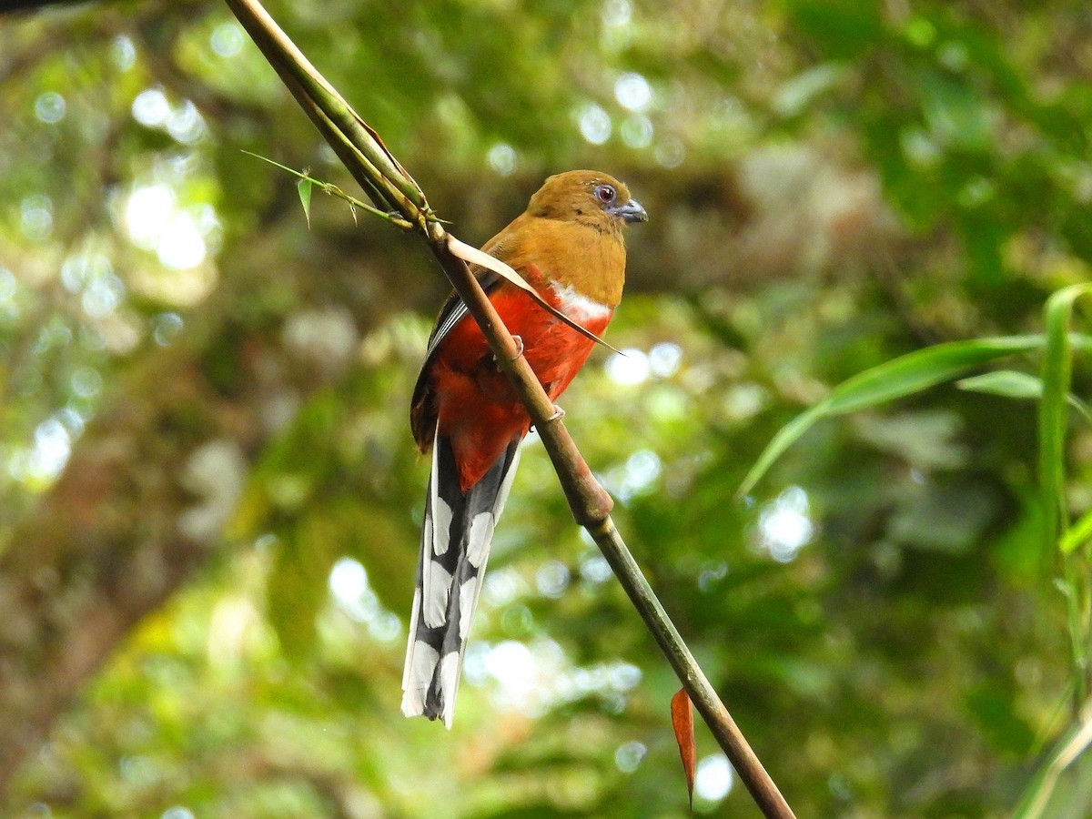 Red-headed Trogon - ML624813477