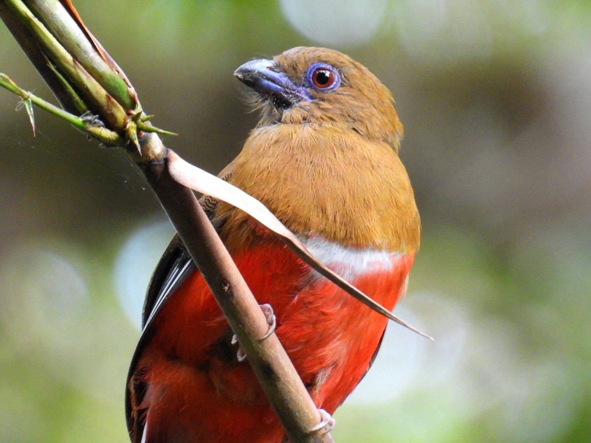 Red-headed Trogon - ML624813478