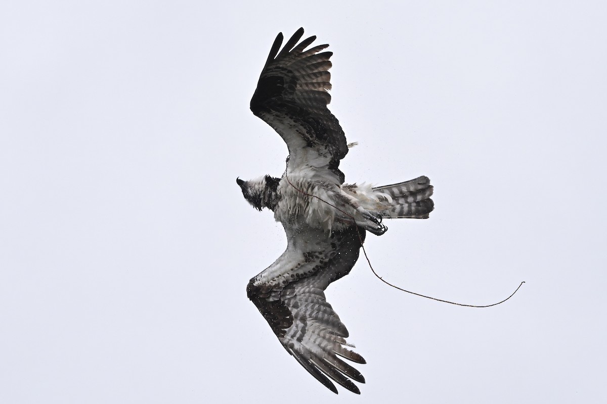 Osprey (carolinensis) - Vern Wilkins 🦉