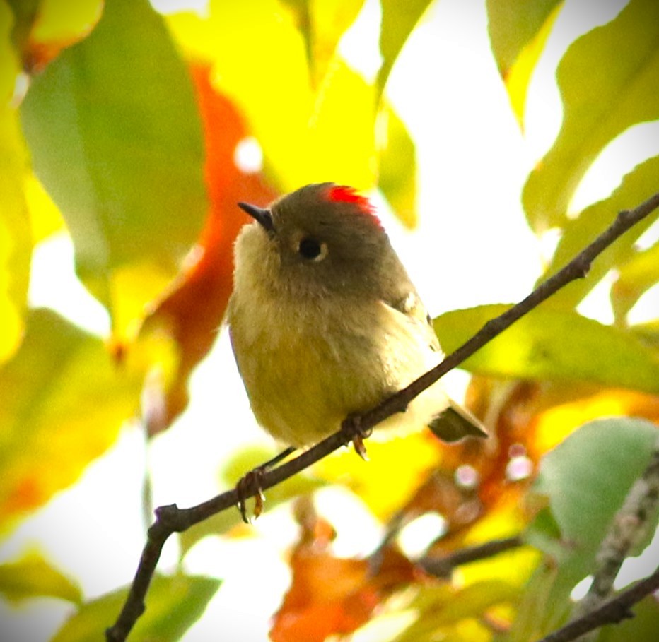 Ruby-crowned Kinglet - ML624813719