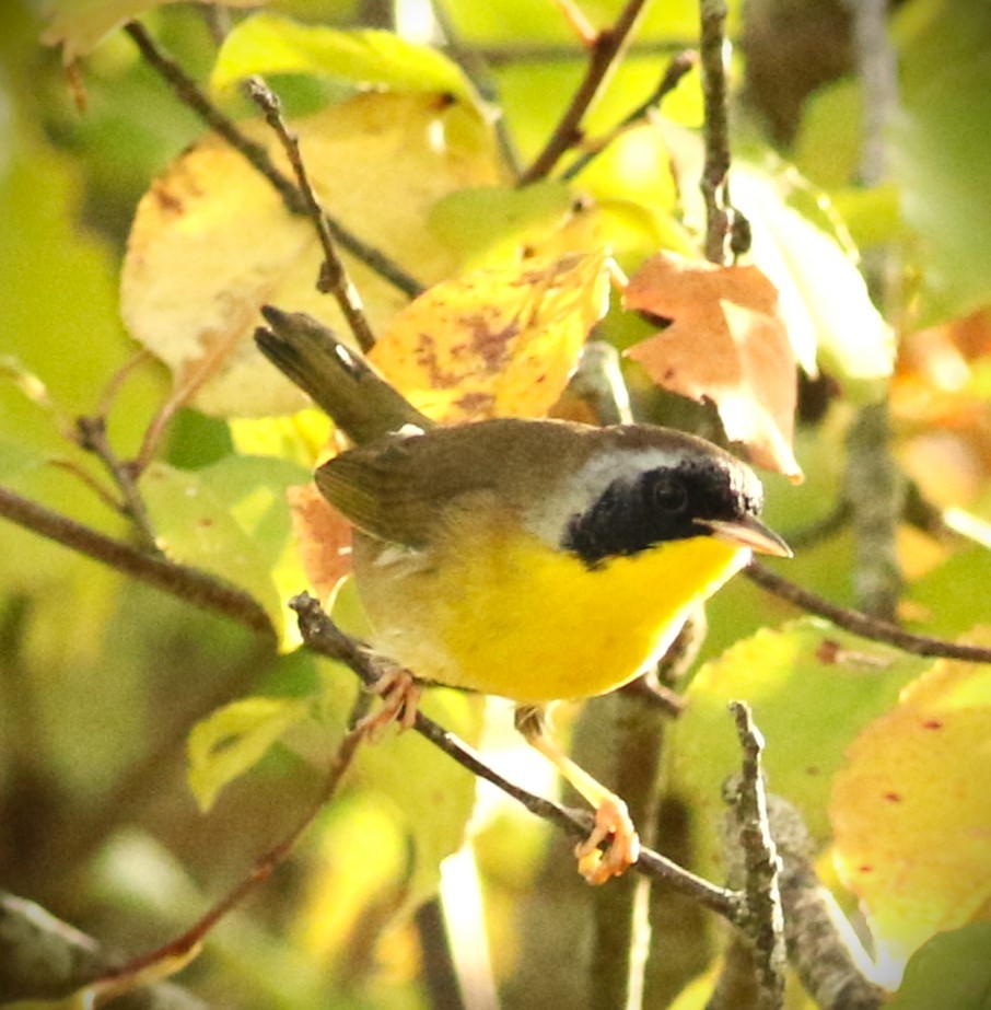 Common Yellowthroat - ML624813740