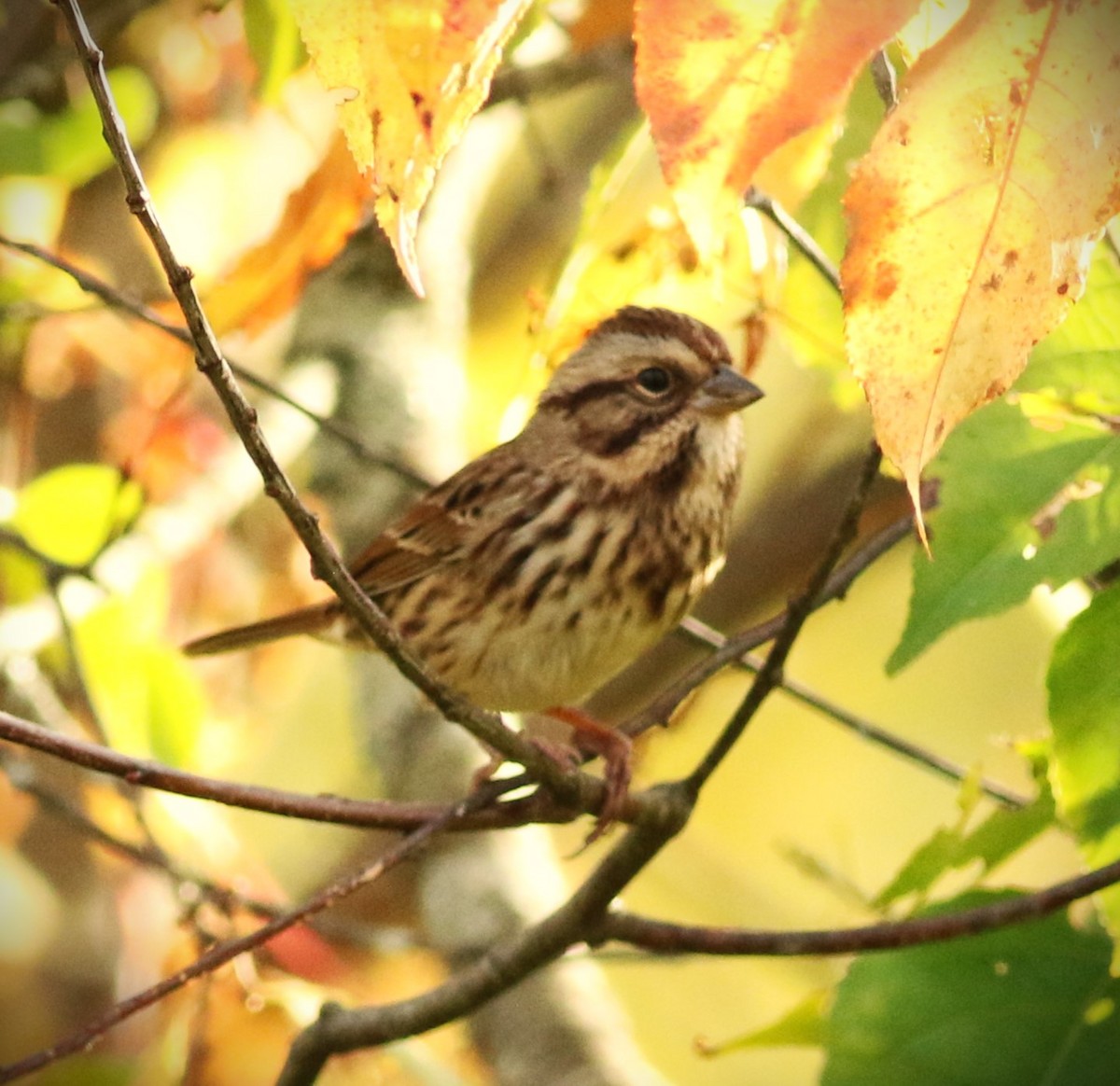 Song Sparrow - ML624813769
