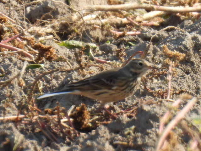 American Pipit - ML624813936