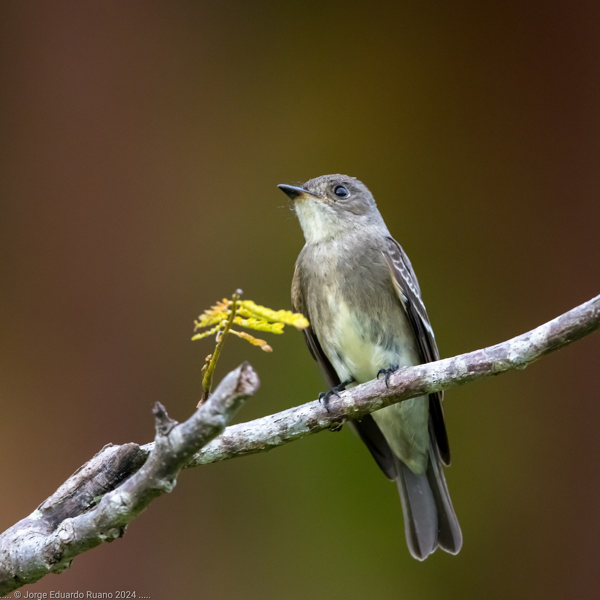 Western Wood-Pewee - ML624813956