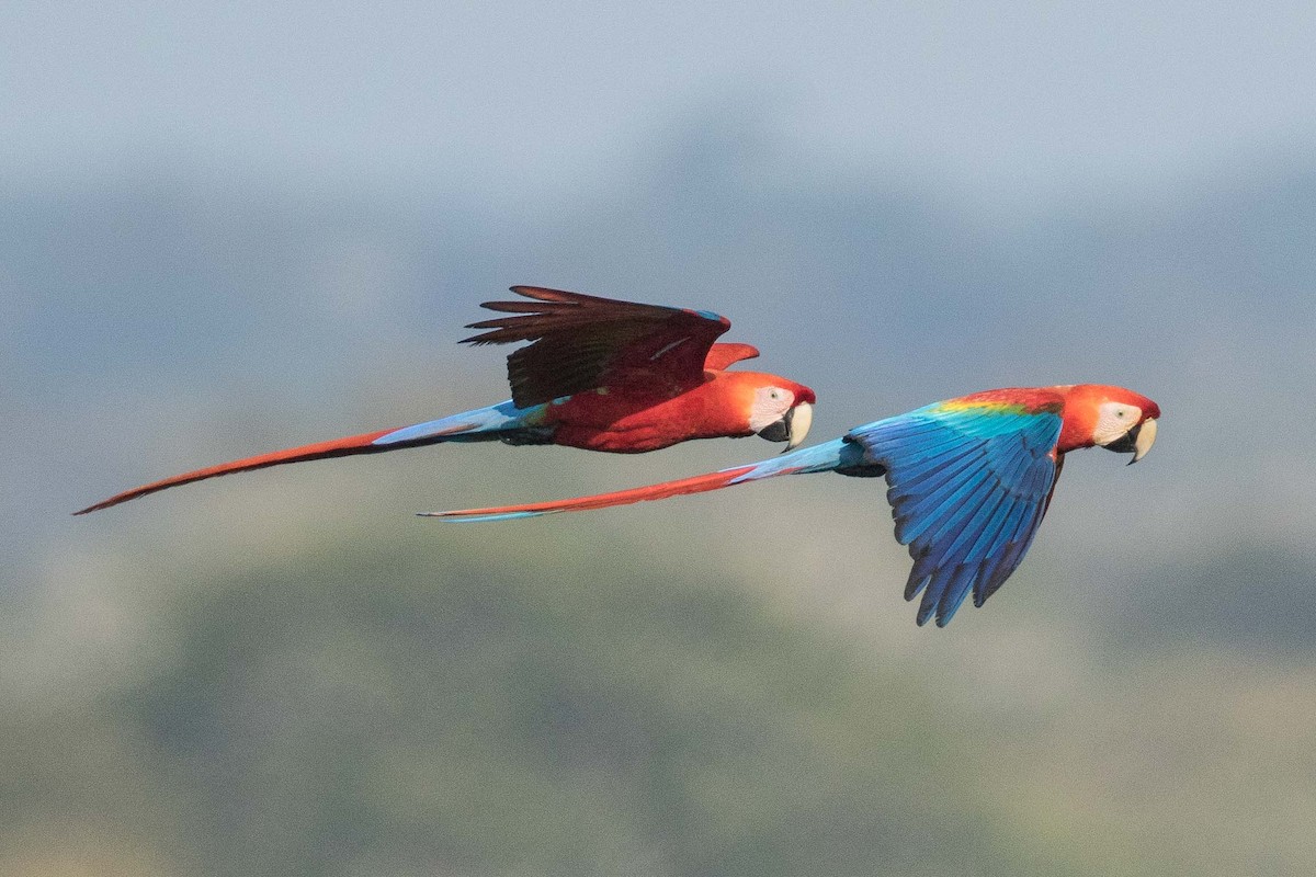 Scarlet Macaw - Eric VanderWerf