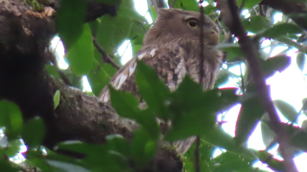 Brown Fish-Owl - ML624814158