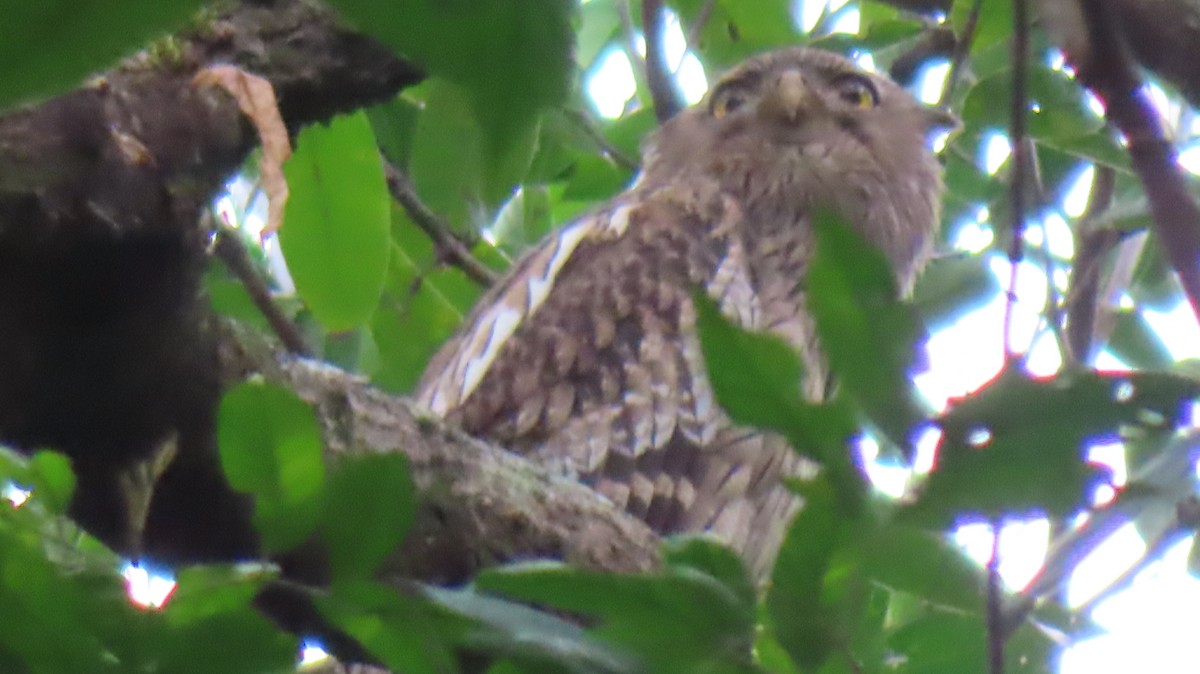 Brown Fish-Owl - ML624814178