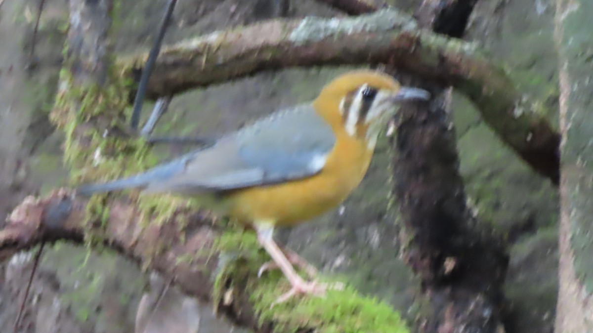 Orange-headed Thrush - ML624814208