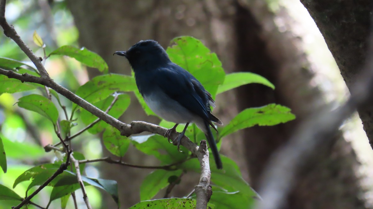 White-bellied Blue Flycatcher - ML624814214