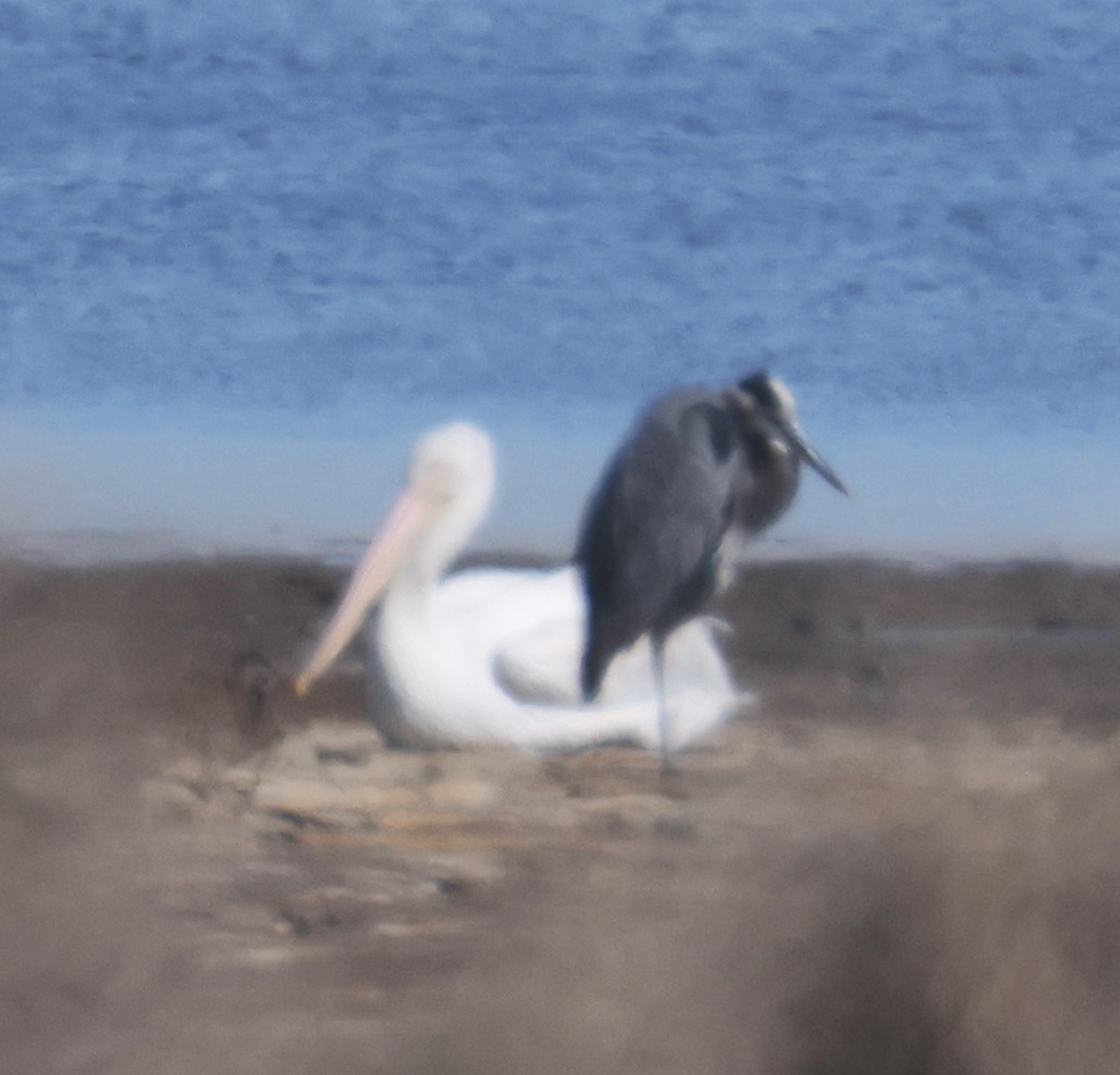 American White Pelican - ML624814320