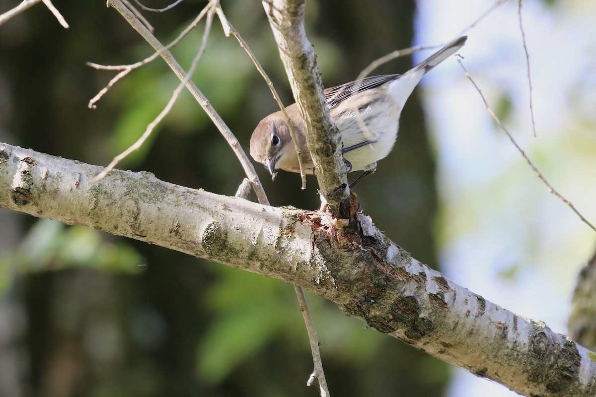 Yellow-rumped Warbler - ML624814326