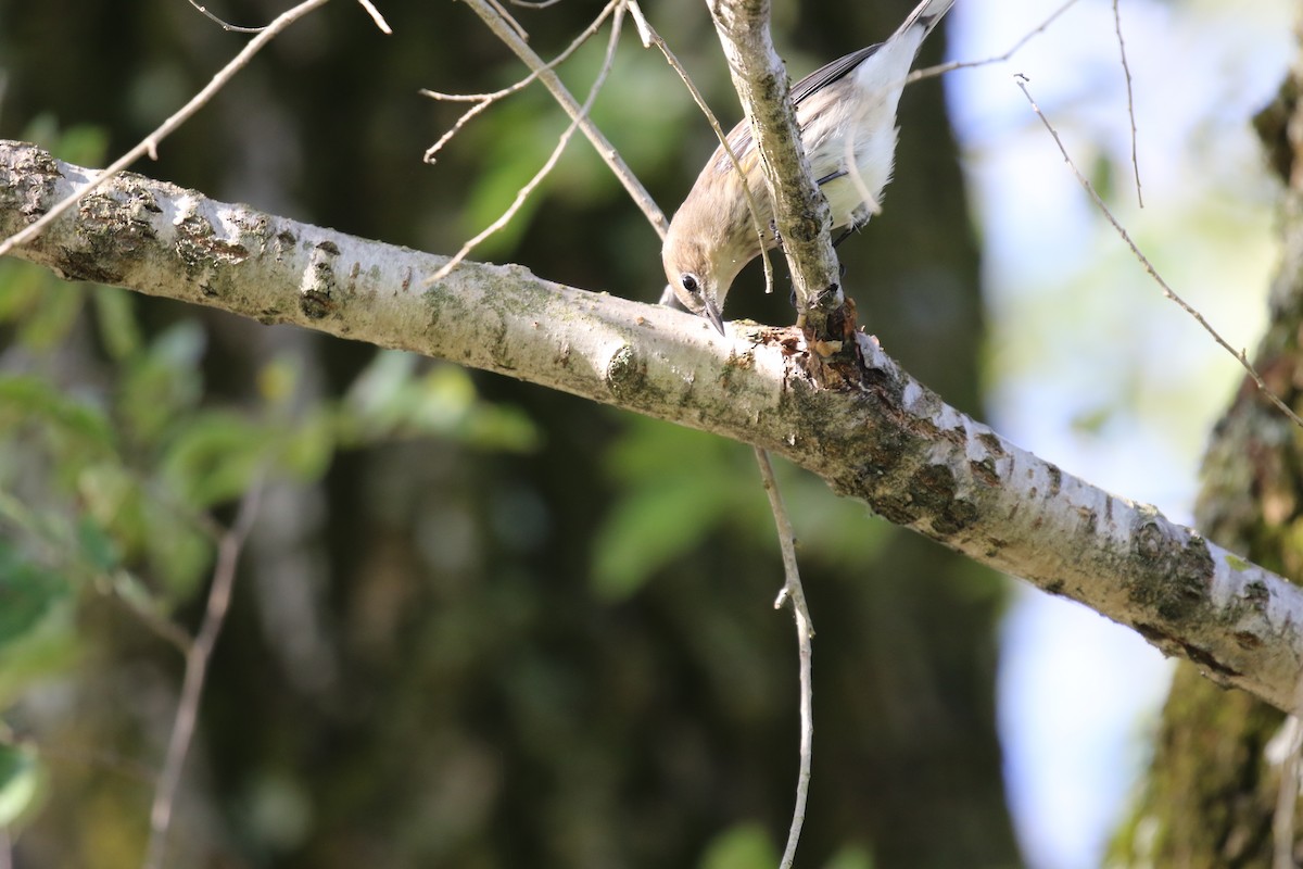Yellow-rumped Warbler - ML624814328