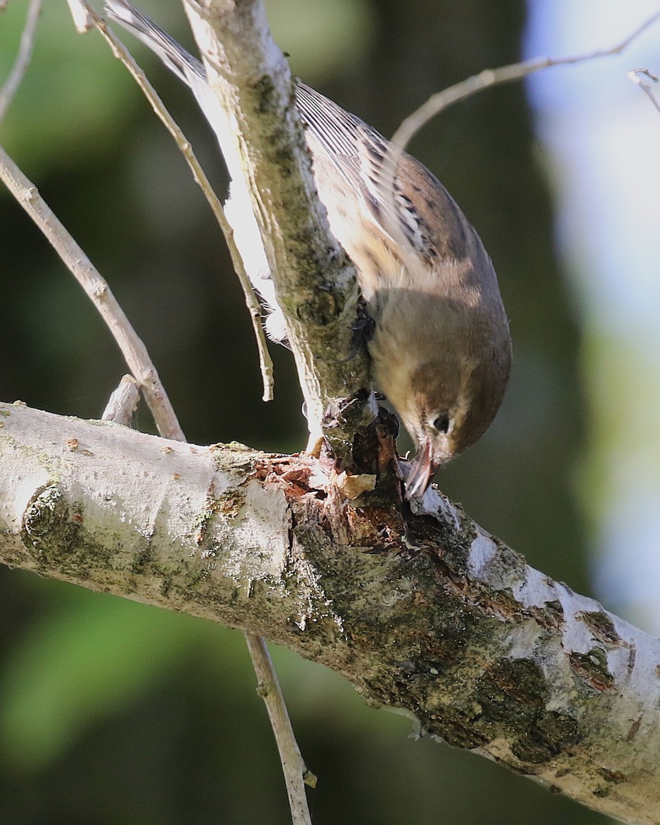 Yellow-rumped Warbler - ML624814330