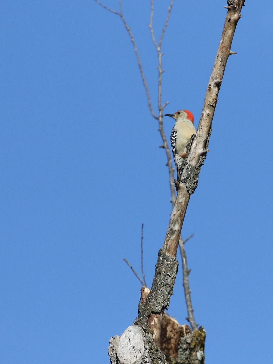 Red-bellied Woodpecker - ML624814344