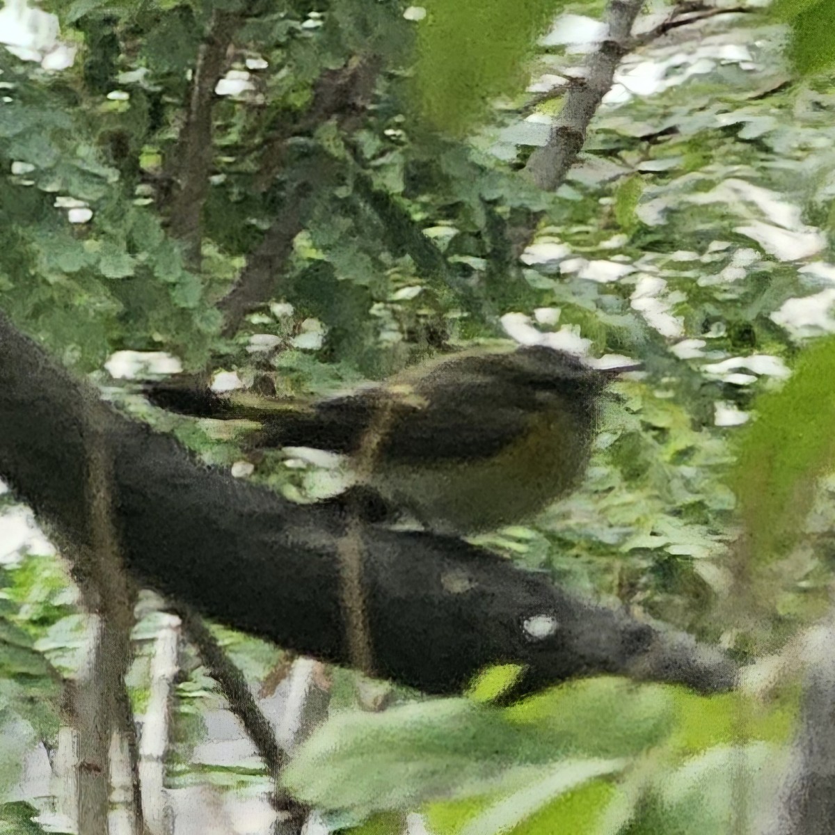 American Redstart - ML624814351