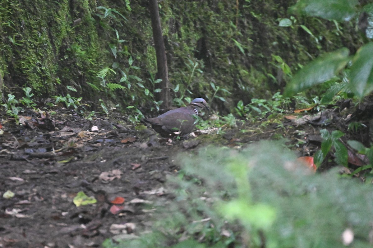 White-throated Quail-Dove - ML624814370