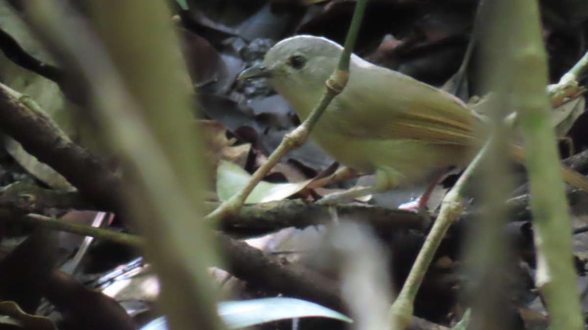 Brown-cheeked Fulvetta - ML624814421