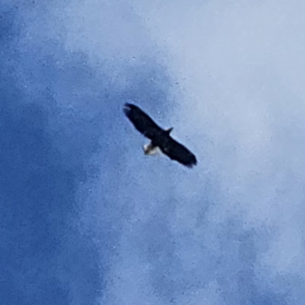 Bald Eagle - ML624814423