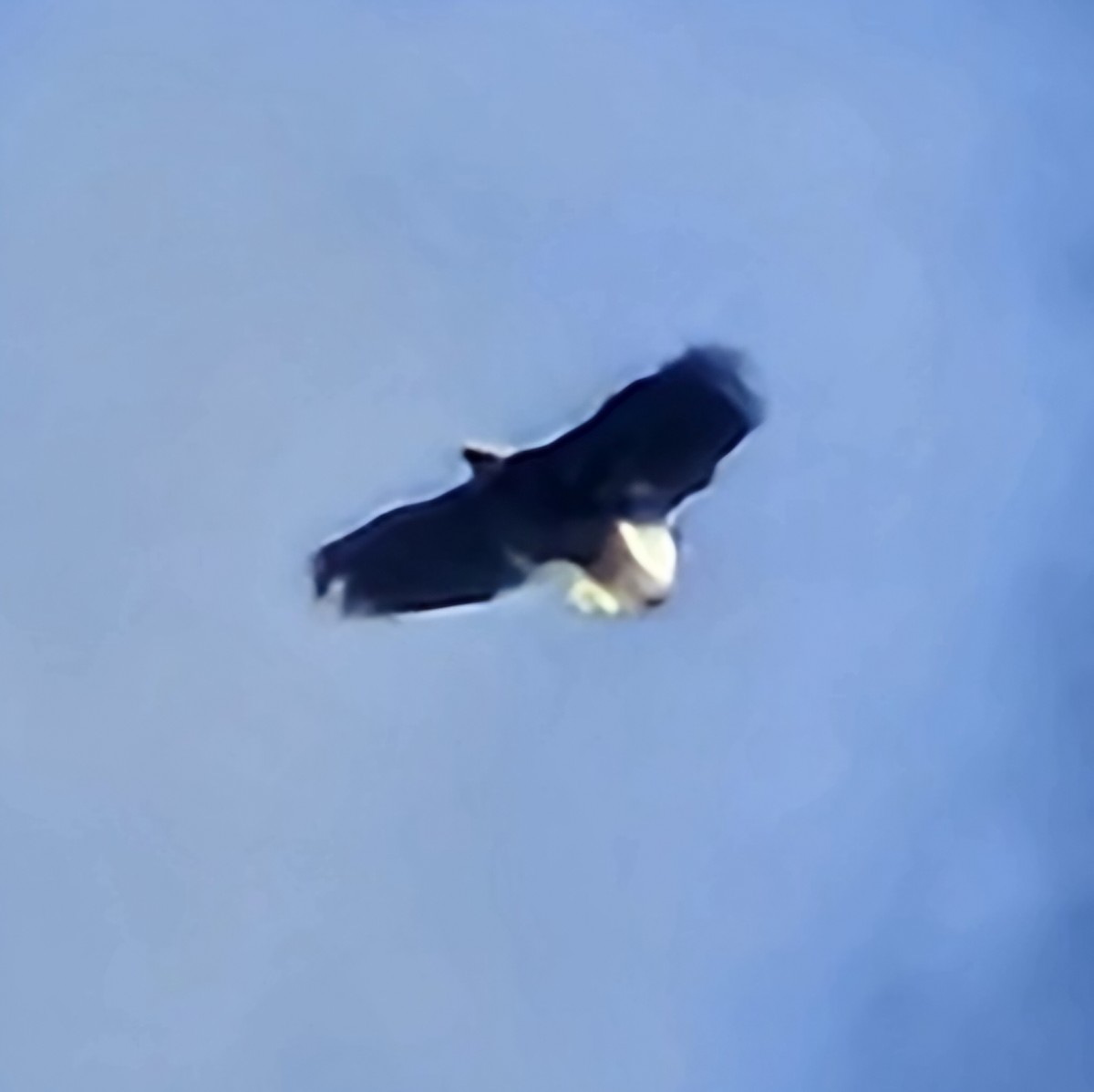 Bald Eagle - ML624814424