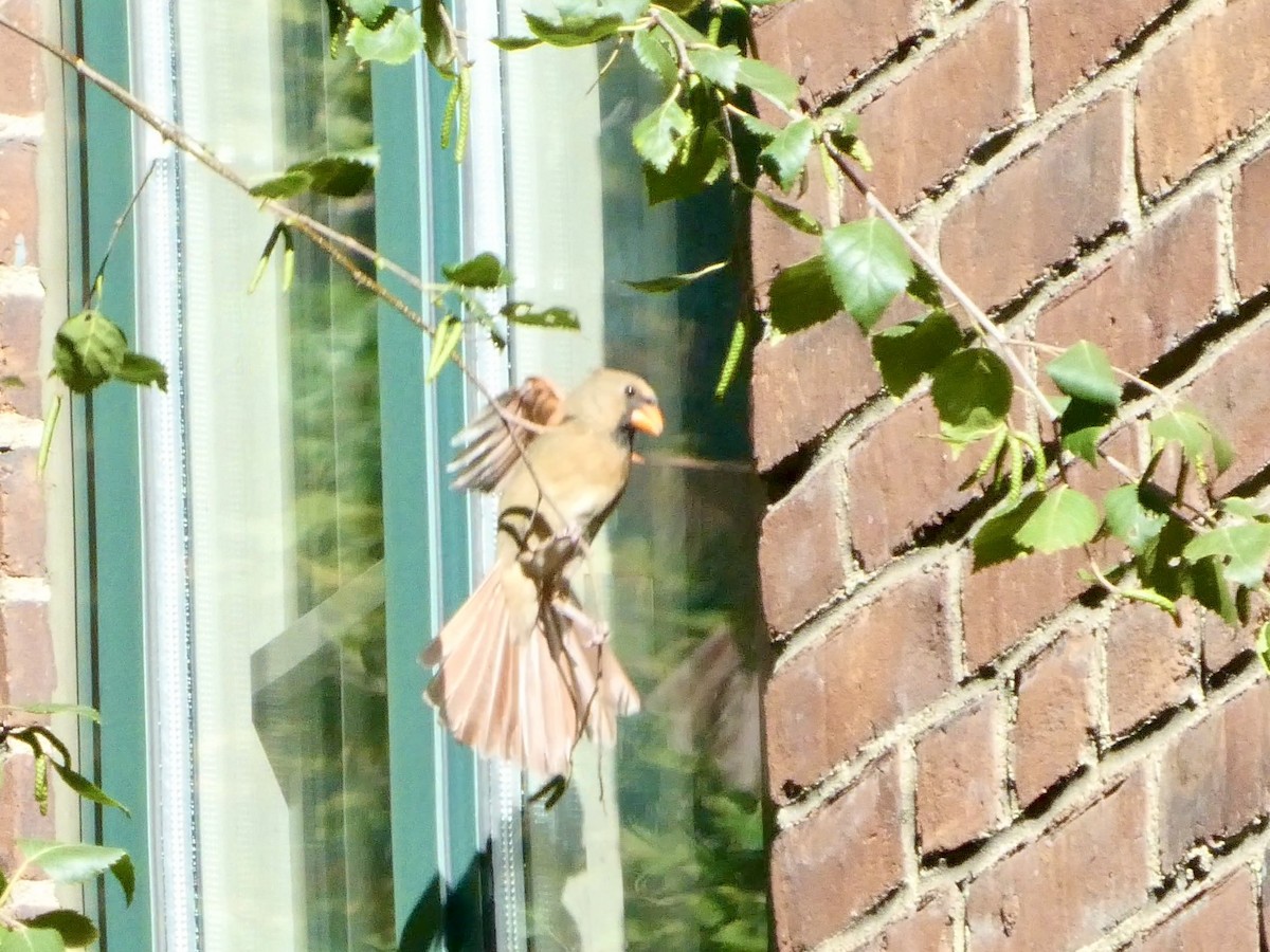 Northern Cardinal - ML624814438