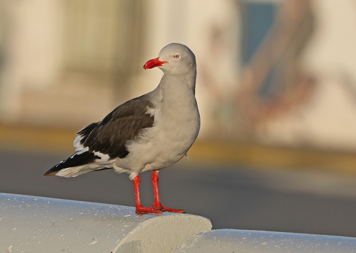 Dolphin Gull - ML624814498