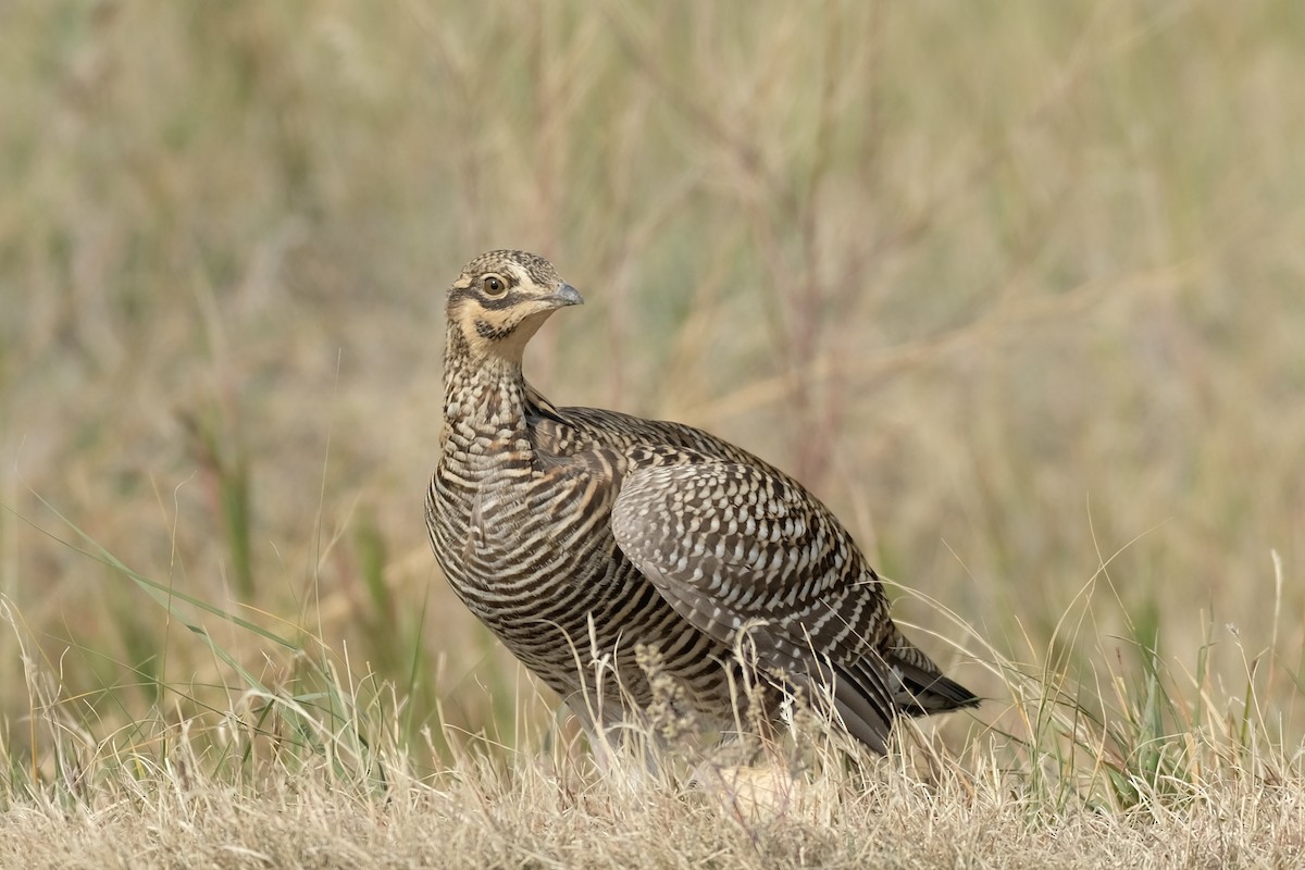 Tétras des prairies - ML624814555