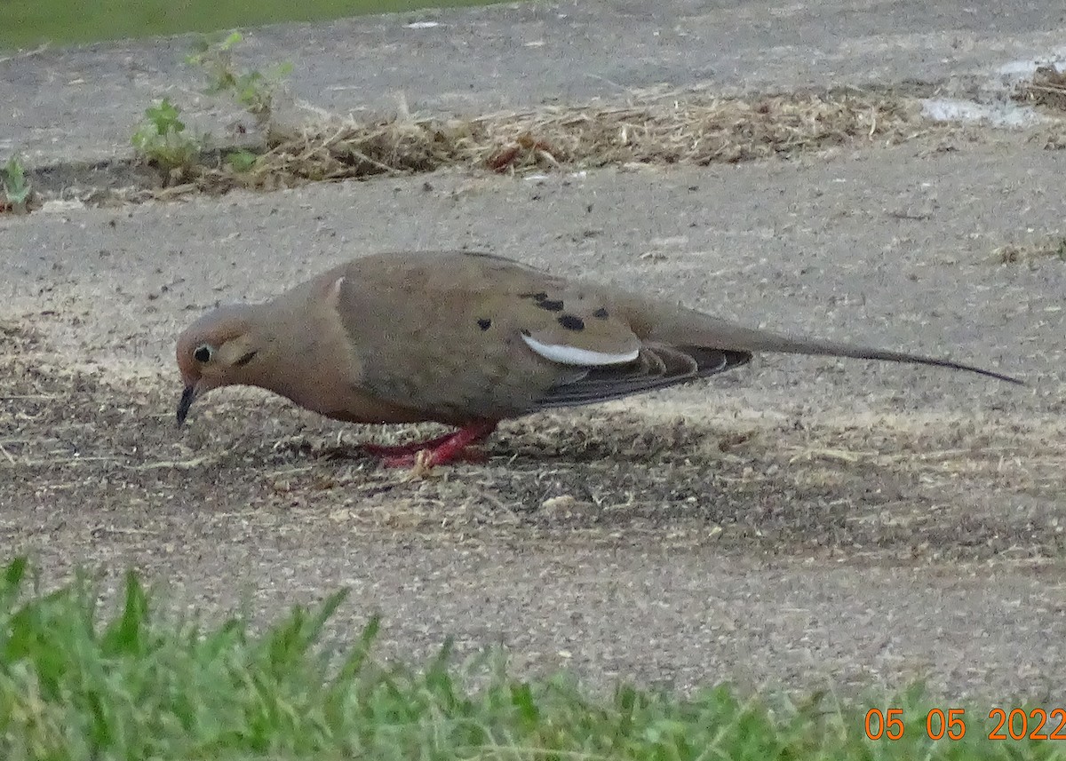 White-winged Dove - ML624814637