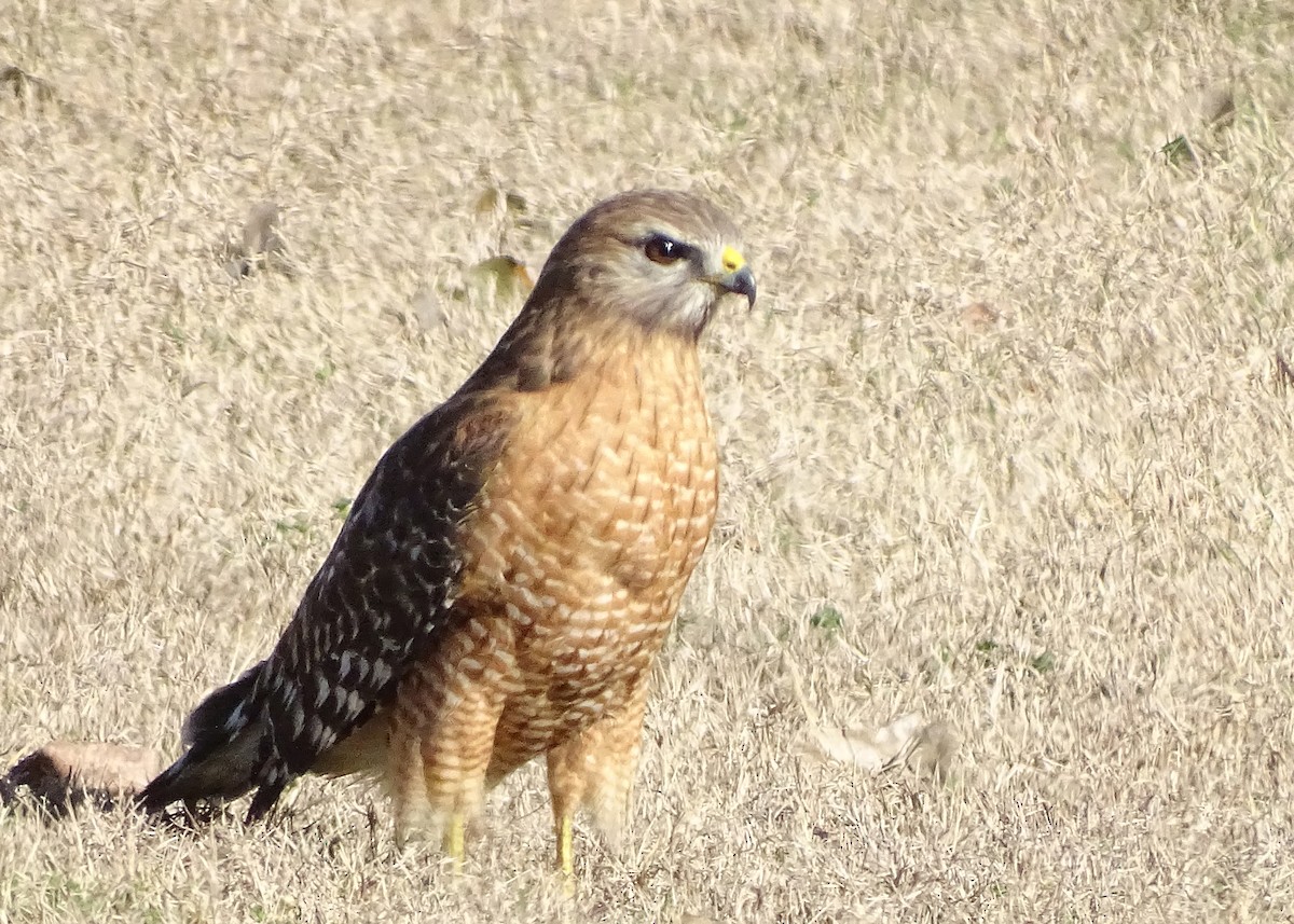 Red-shouldered Hawk - ML624814820
