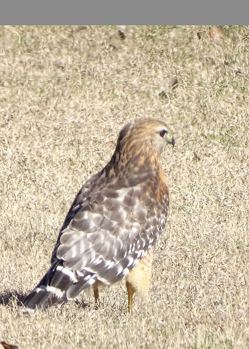 Red-shouldered Hawk - ML624814834