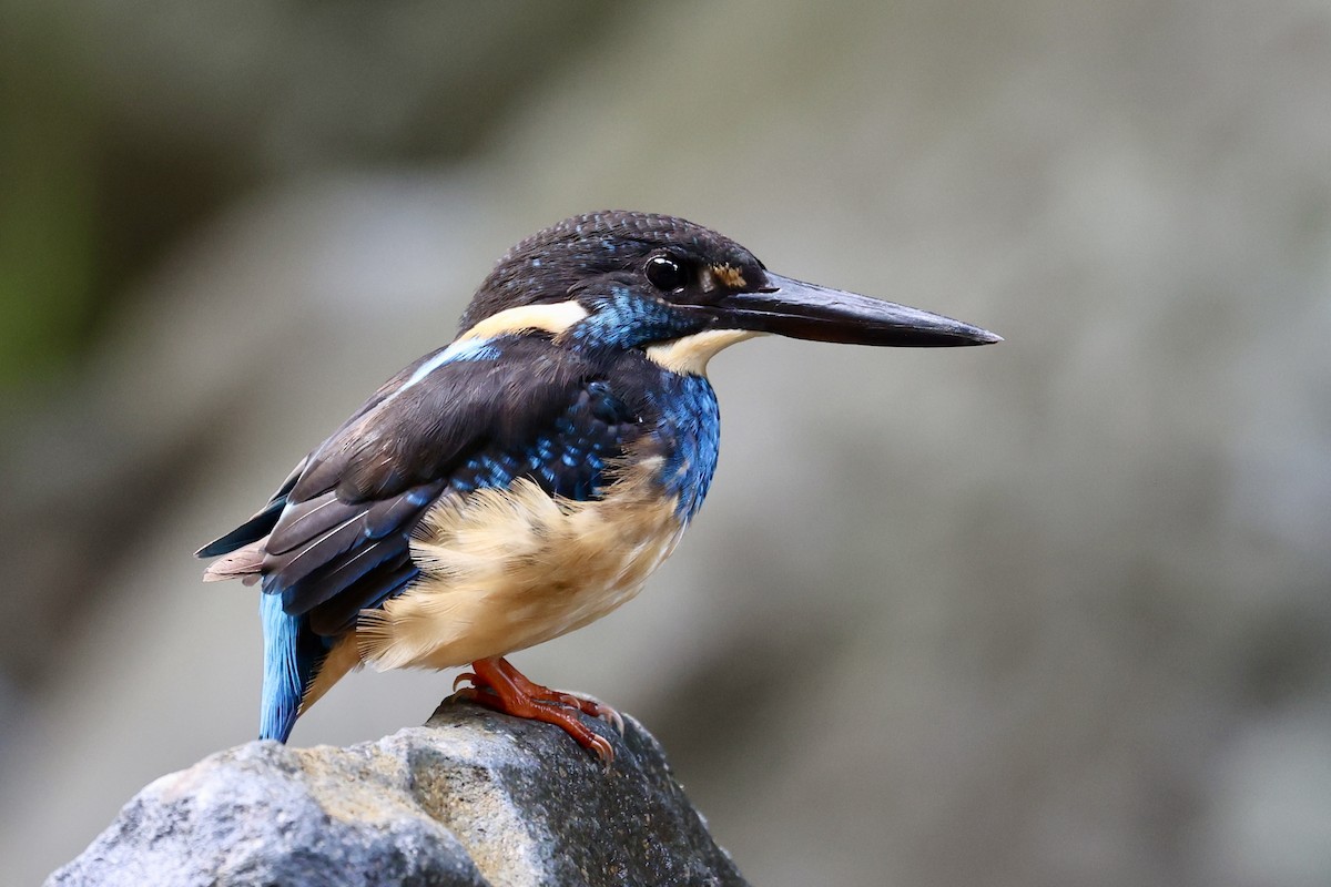 Javan Blue-banded Kingfisher - ML624814874