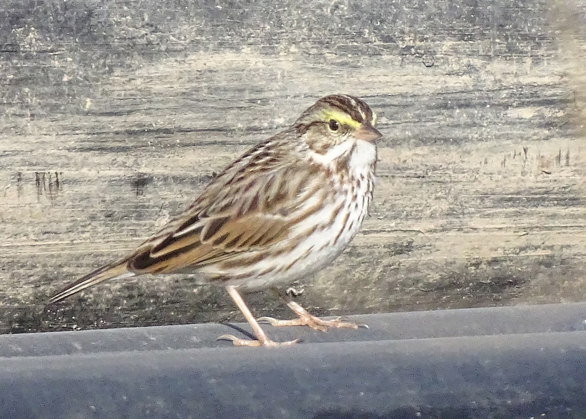 Savannah Sparrow - ML624814883