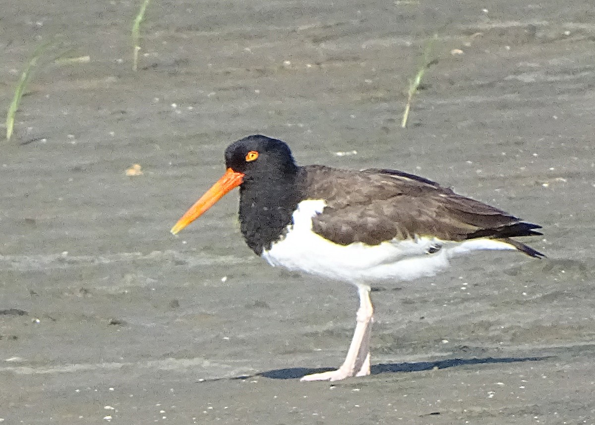 American Oystercatcher - ML624815076