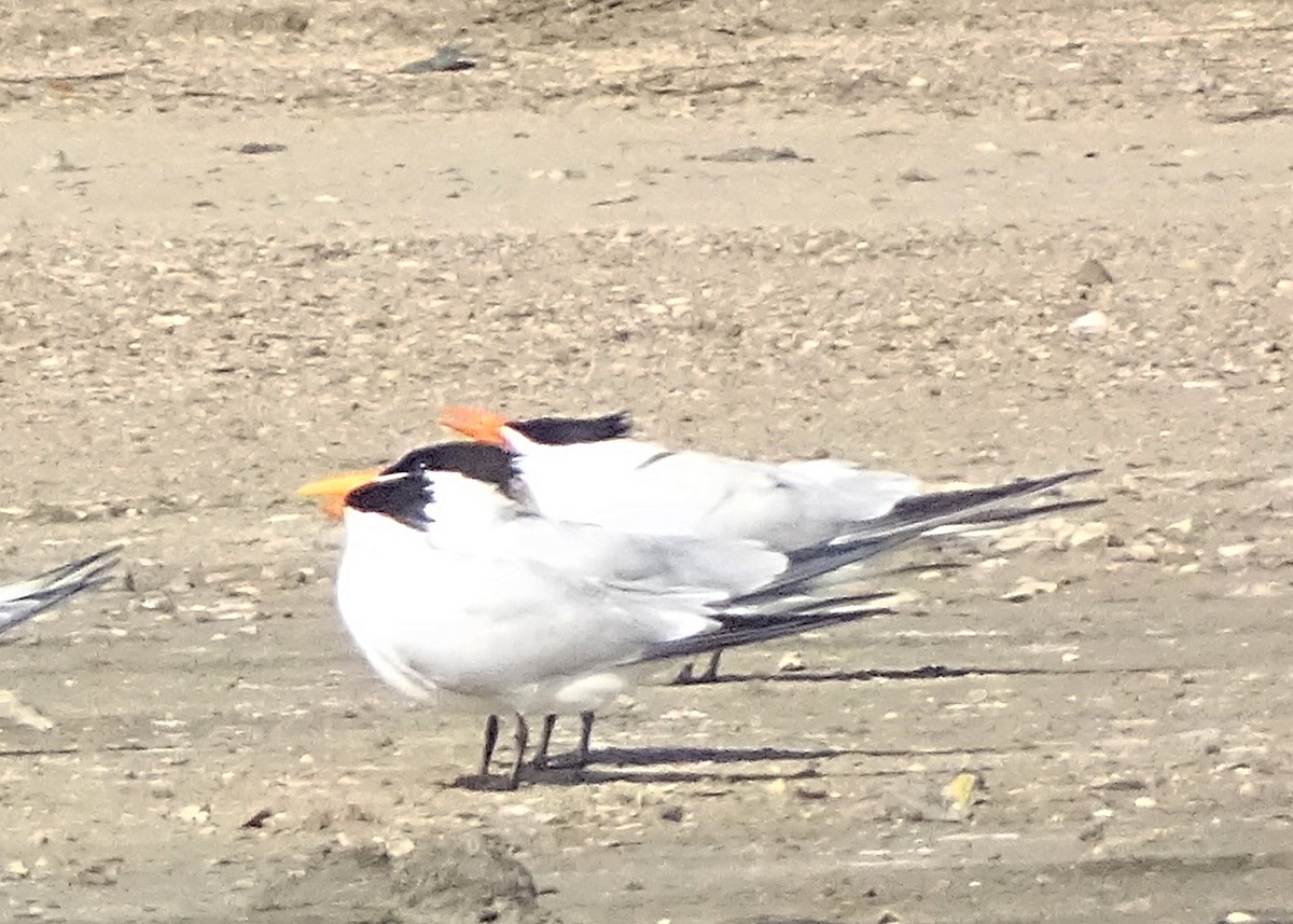 Royal Tern - ML624815086