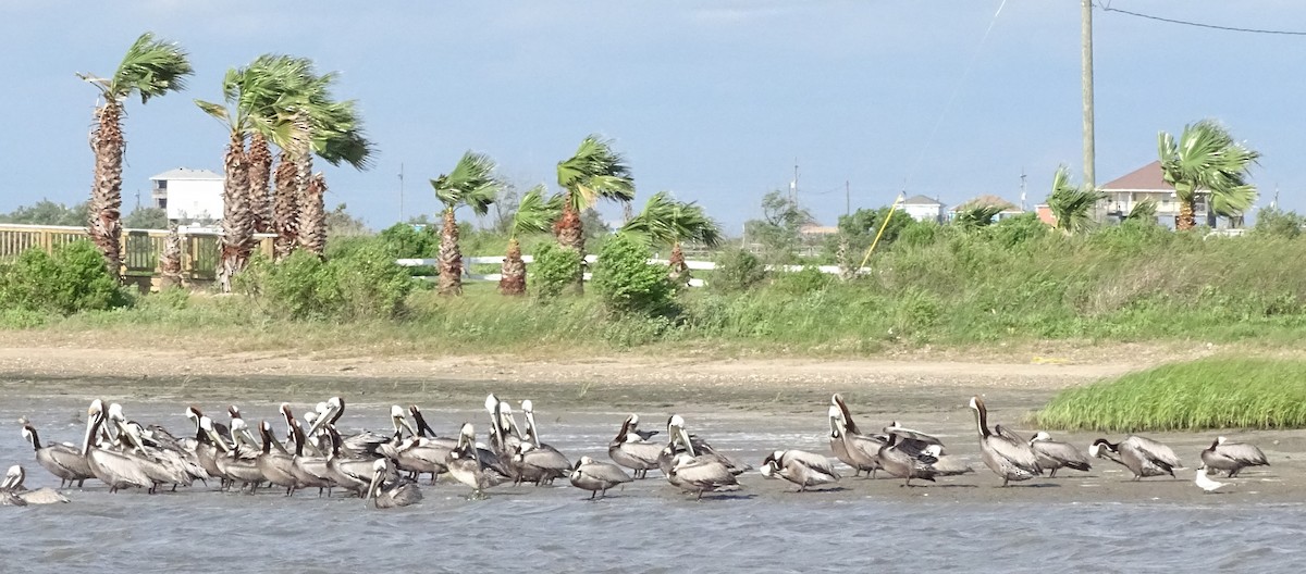 Brown Pelican - ML624815096