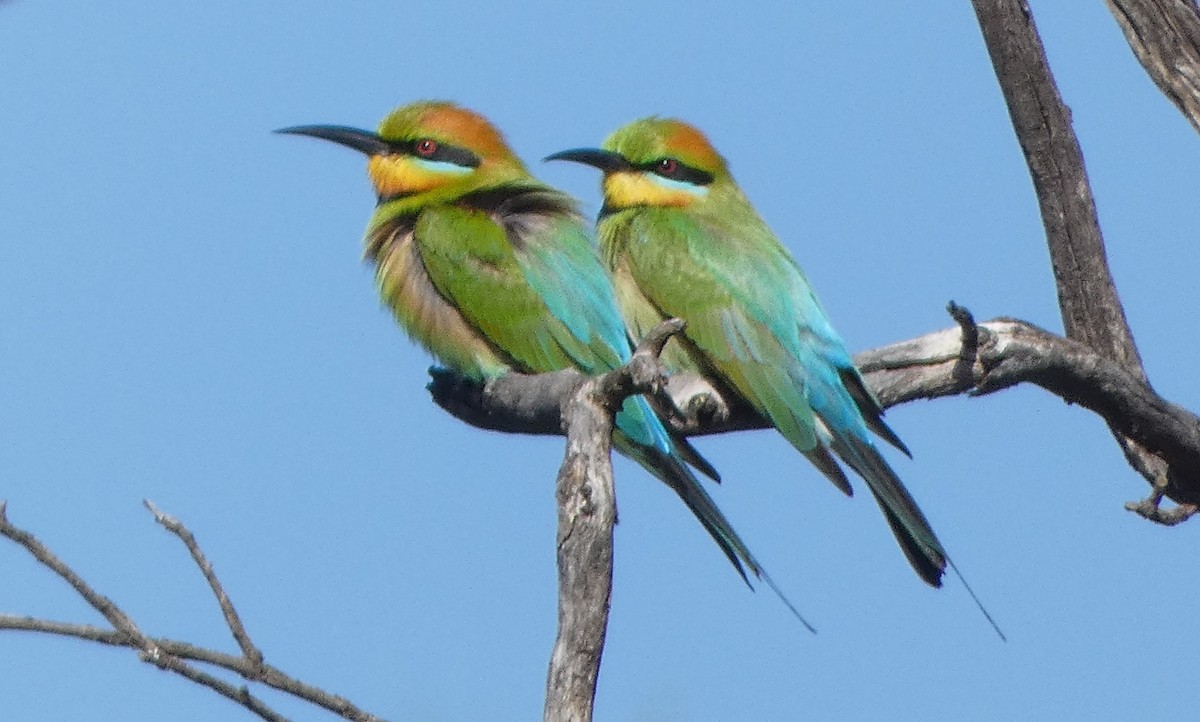 Rainbow Bee-eater - ML624815124