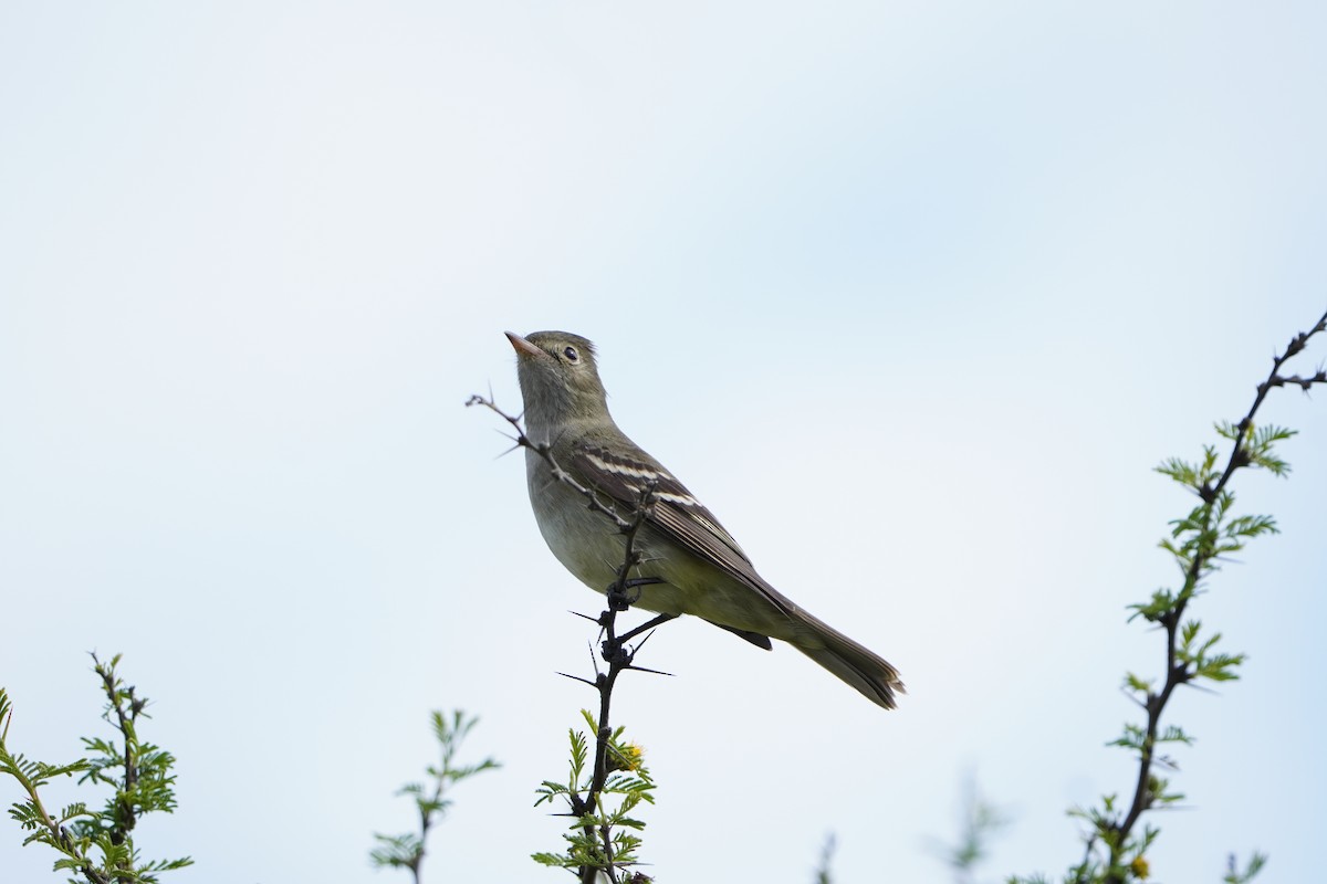White-crested Elaenia - ML624815243