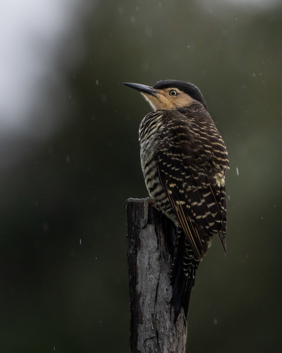 datel chilský - ML624815259