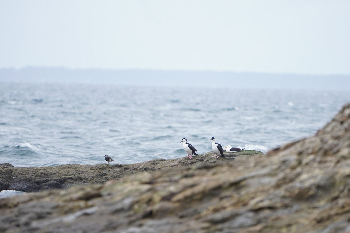 kormorán modrooký [skupina atriceps] - ML624815367