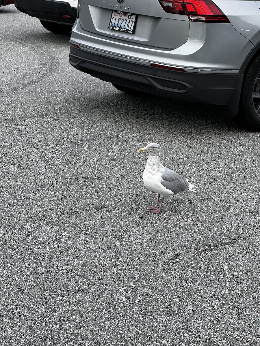 Glaucous-winged Gull - ML624815368