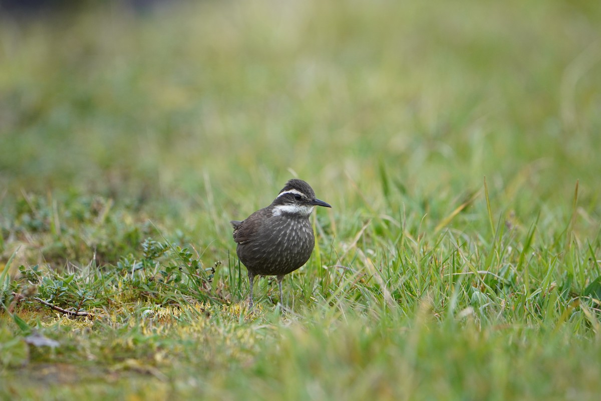 Dark-bellied Cinclodes - ML624815382