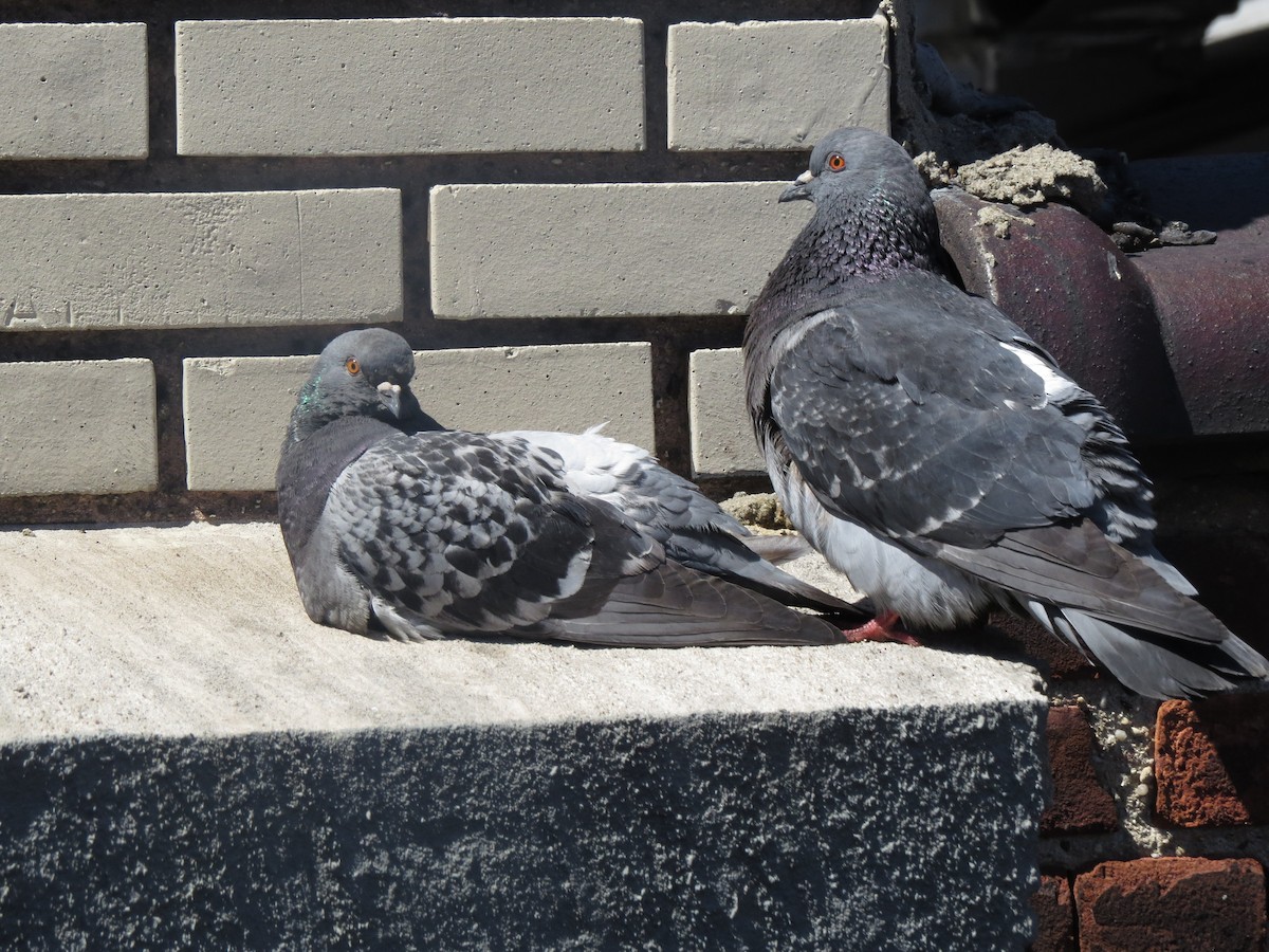 Rock Pigeon (Feral Pigeon) - ML62481541