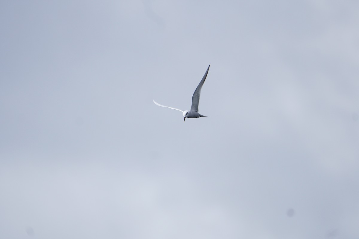 rybák bělohlavý - ML624815422