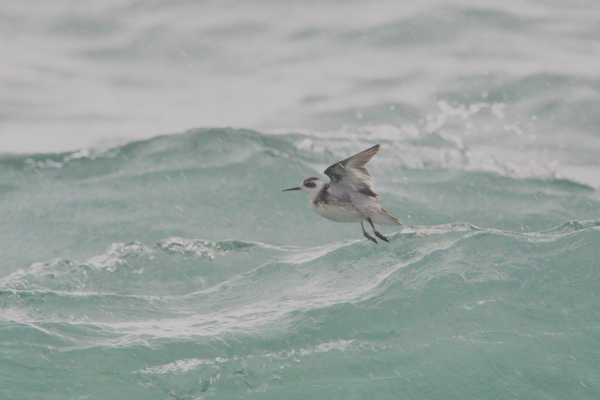 Red-necked Phalarope - ML624815451