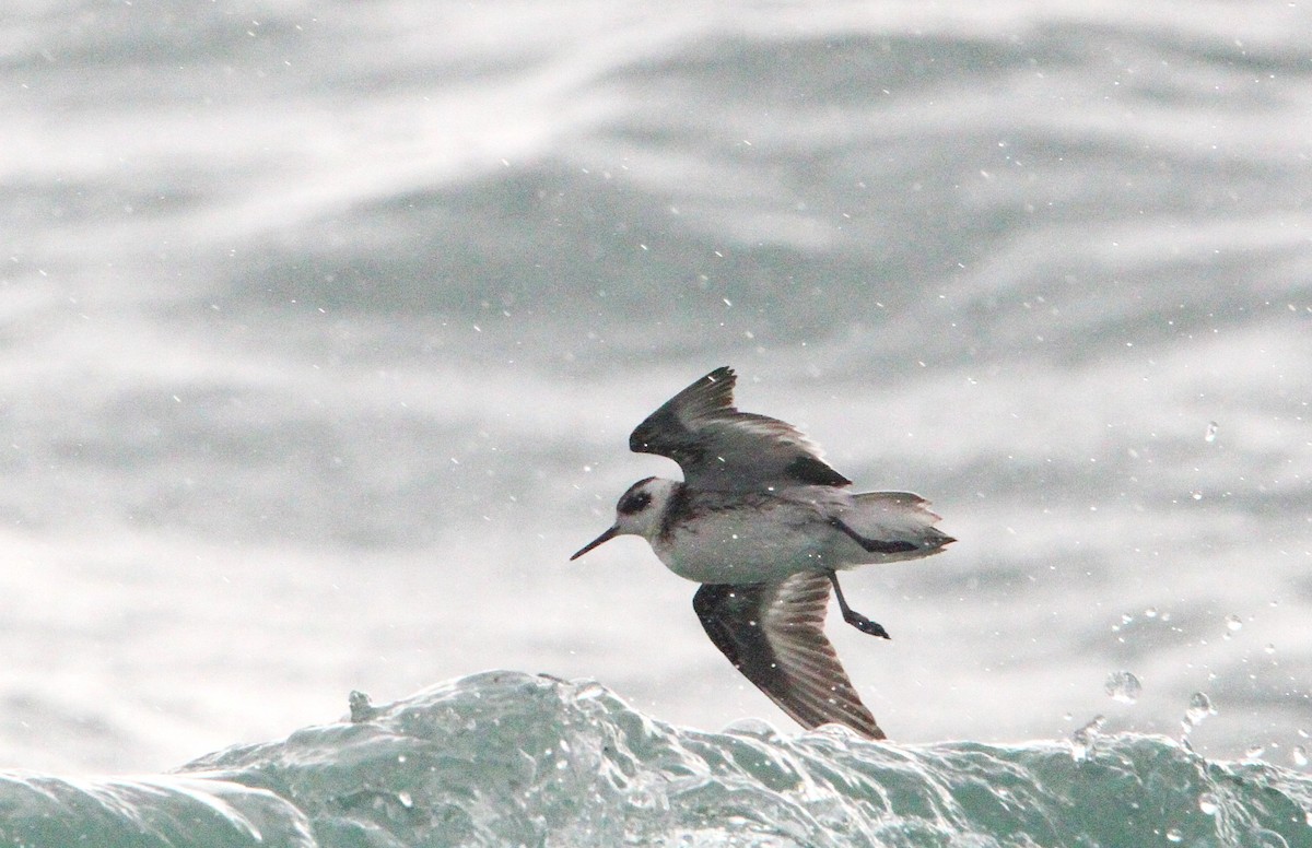 Red-necked Phalarope - ML624815459