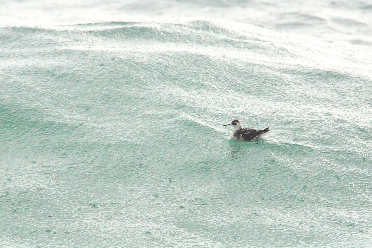 Red-necked Phalarope - ML624815463